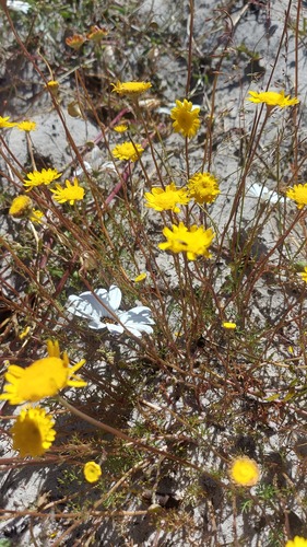 Gold Buttons (Cotula duckittiae)