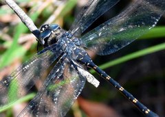 Austroaeschna anacantha