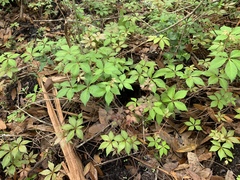 Magnoliopsida