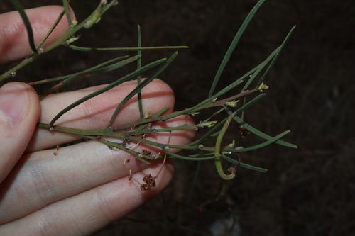 Image of Acacia elongata by (c) Thomas Mesaglio, some rights reserved (CC BY)