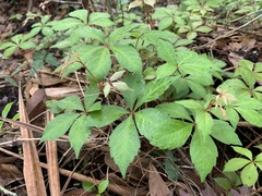 Magnoliopsida