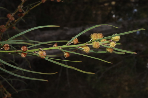 Image of Acacia elongata by (c) Thomas Mesaglio, some rights reserved (CC BY)
