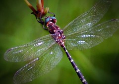 Archaeosynthemis leachii