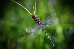 Archaeosynthemis leachii