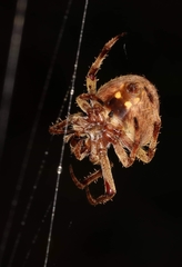 Araneidae