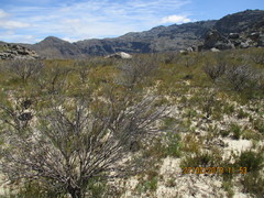Leucadendron glaberrimum erubescens
