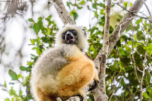 Diademed Sifaka