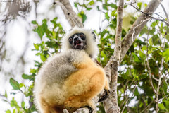 Propithecus diadema