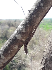 Anolis immaculogularis