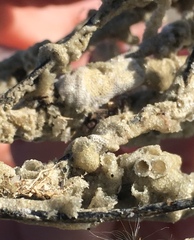 Phragmatopoma caudata