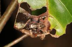 Araneidae