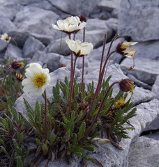 Dryas alaskensis