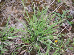 Carex laxiflora