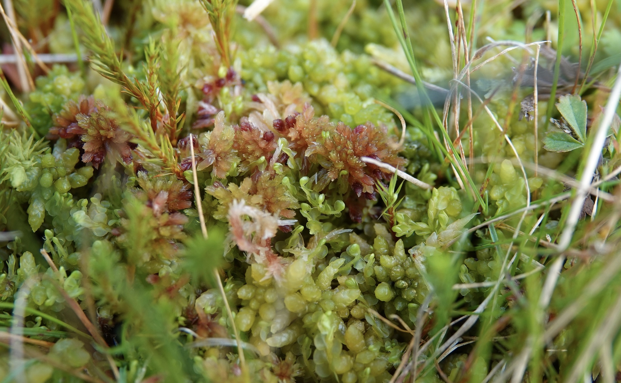 Biantheridion undulifolium