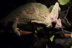 Chamaeleo calyptratus