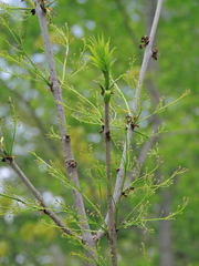 Fraxinus nigra