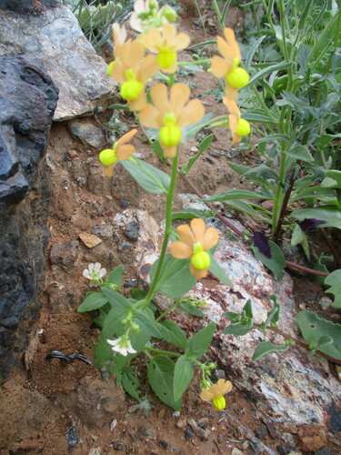 Image of Nemesia williamsonii by no rights reserved