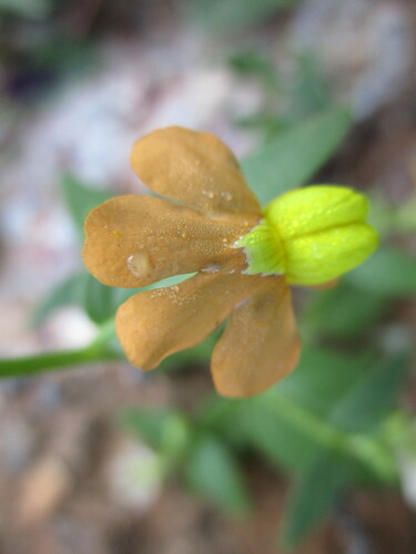Image of Nemesia williamsonii by no rights reserved