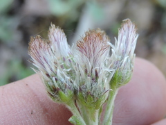 Antennaria parlinii fallax