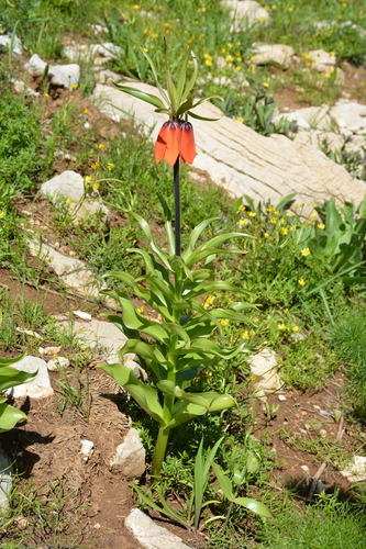 Fritillaria imperialis
