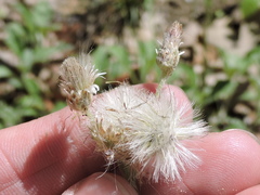 Antennaria parlinii fallax