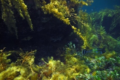 Aplodactylus arctidens