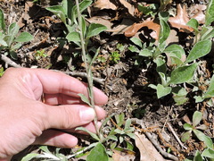 Antennaria parlinii fallax
