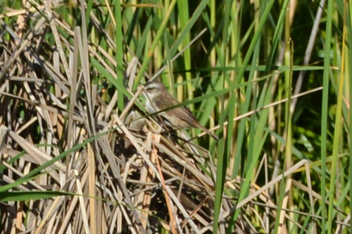 Moustached Warbler (Acrocephalus melanopogon), photo 4