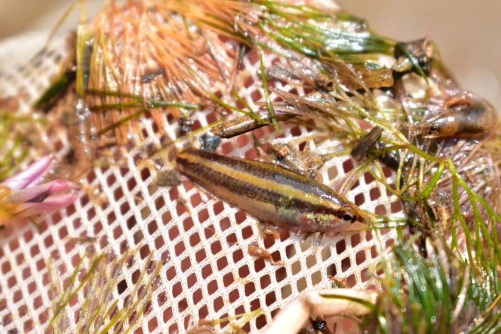 Alfred's Licorice Gourami