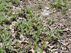 Antennaria parlinii fallax