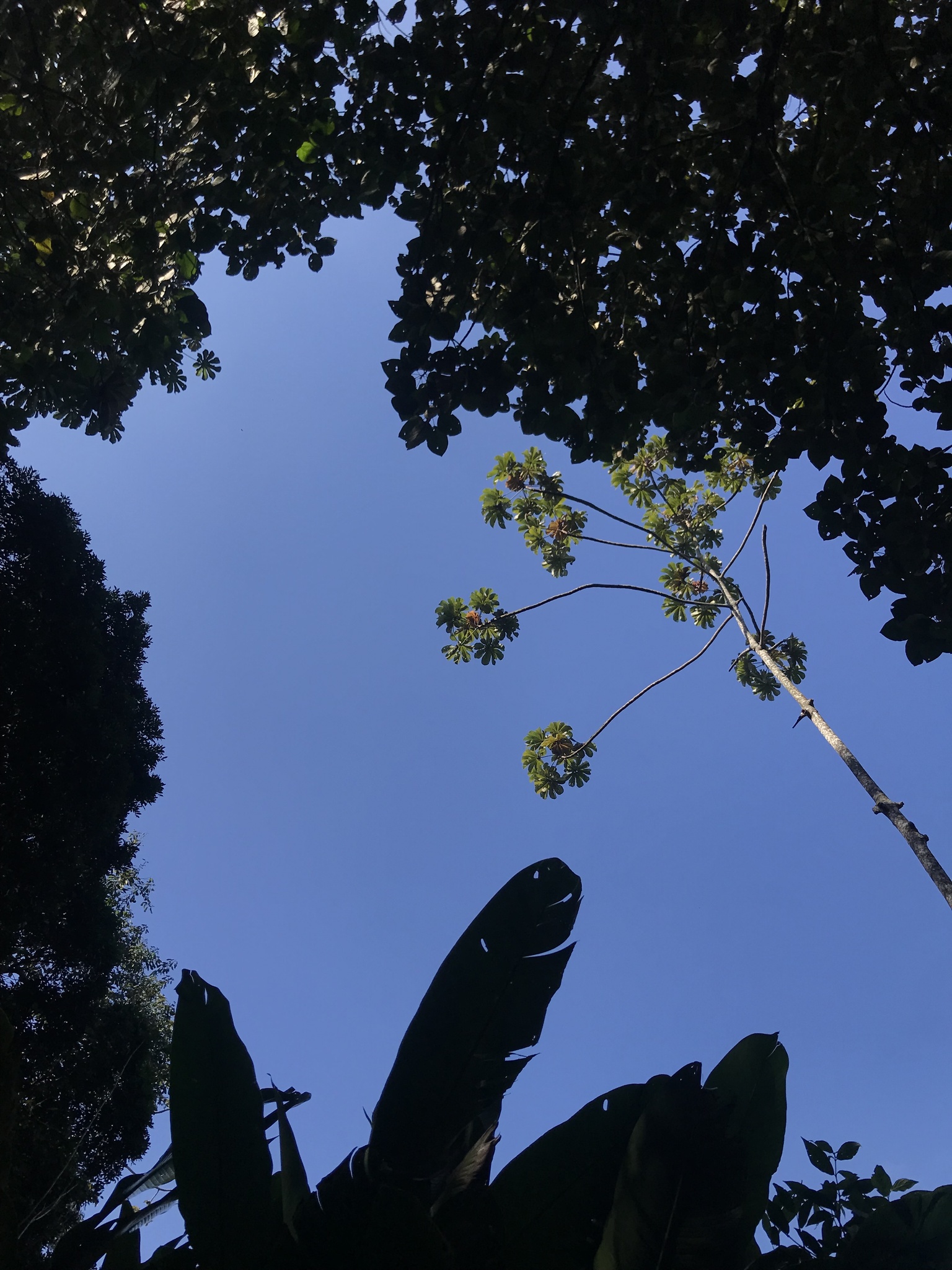 Cecropia glaziovii