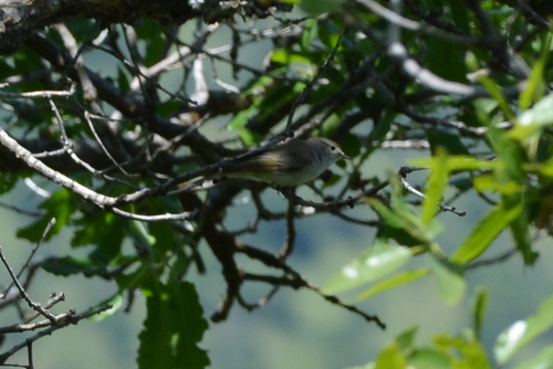 Eastern Bonelli's Warbler (Phylloscopus orientalis), photo 8