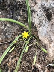 Hypoxis filiformis