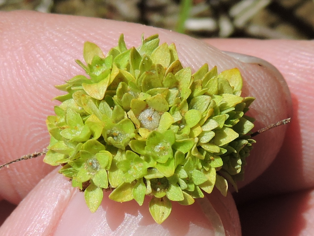 Lepuropetalon