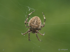 Neoscona menghaiensis