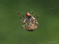 Neoscona menghaiensis