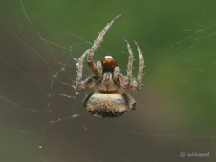 Neoscona menghaiensis