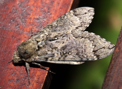 Manduca paphus