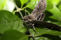 Manduca paphus