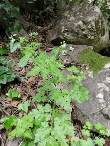 krkoška nafúknutá (Chaerophyllum nodosum)