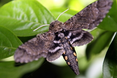 Manduca paphus
