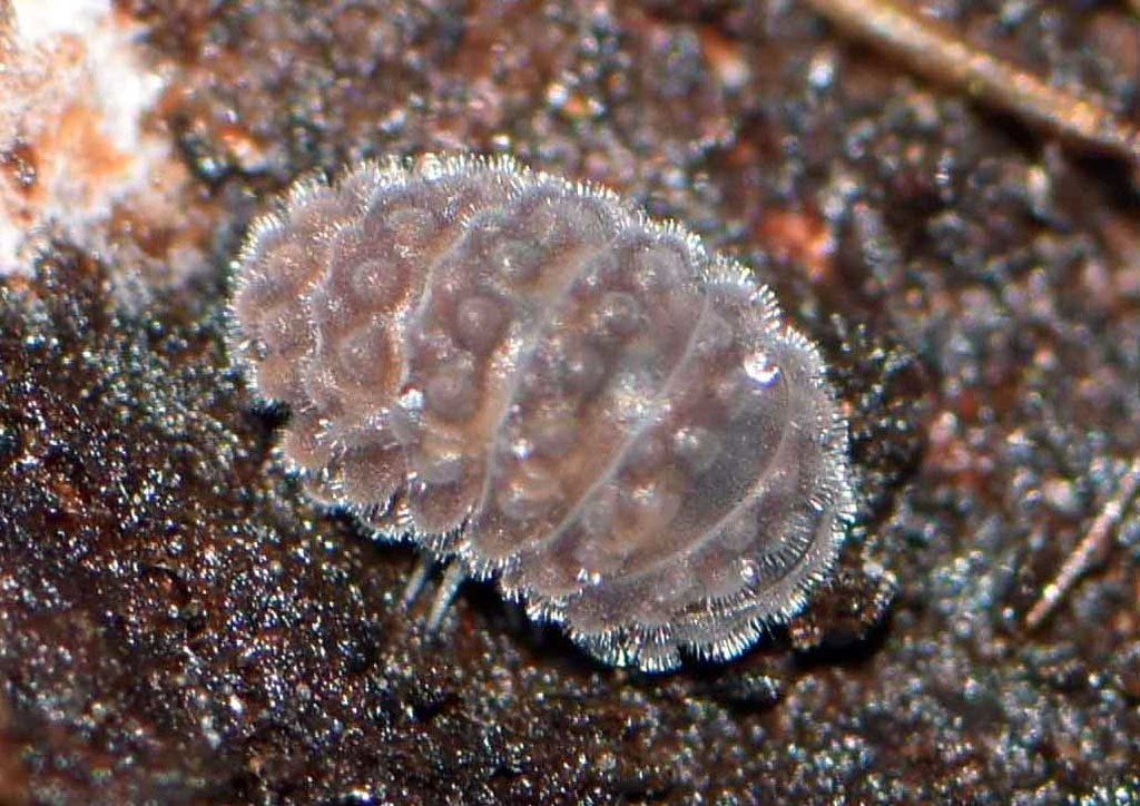 Pseudodiploexochus australiensis