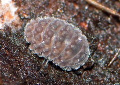 Pseudodiploexochus australiensis