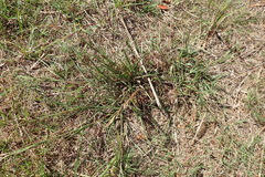 Paspalum orbiculare