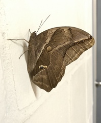 Eryphanis lycomedon