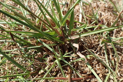 Paspalum orbiculare