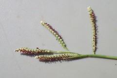Paspalum orbiculare