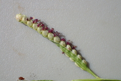 Paspalum orbiculare