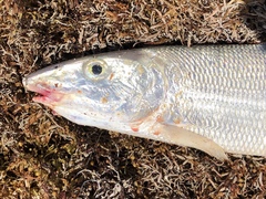 Albulidae
