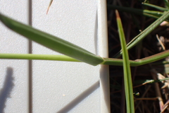 Paspalum orbiculare